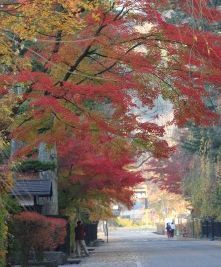 秋田県の紅葉の名所 大仙市角館武家屋敷 １０月下旬から１１月上旬が見ごろ 乳頭温泉もすぐ近くです 紅葉前線ブログ